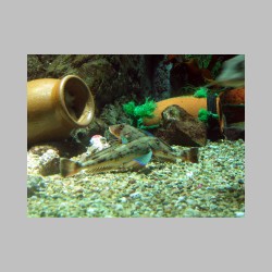 16 morskie slicznosci.html